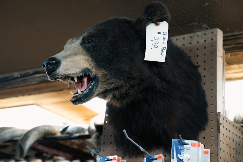 Bear