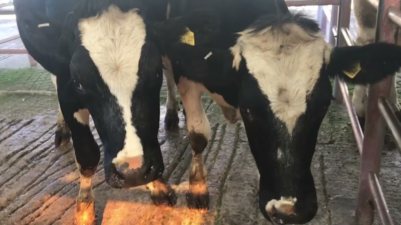 Cows - Newton Abbot Livestock Market