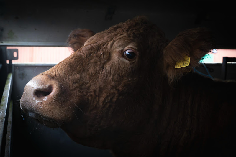 Cow in slaughter truck at St Merryn's Meat Slaughterhouse, Bodmin, Cornwall