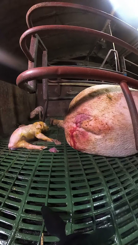 Farrowing