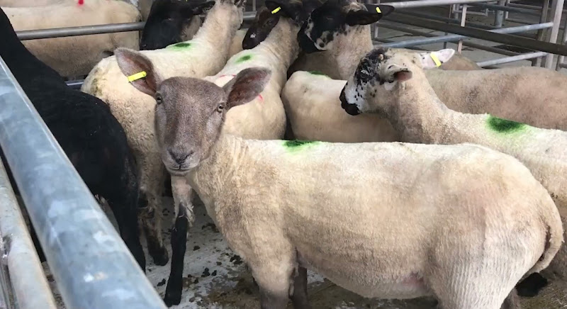 Sheep For Sale - Newton Abbot Livestock Market