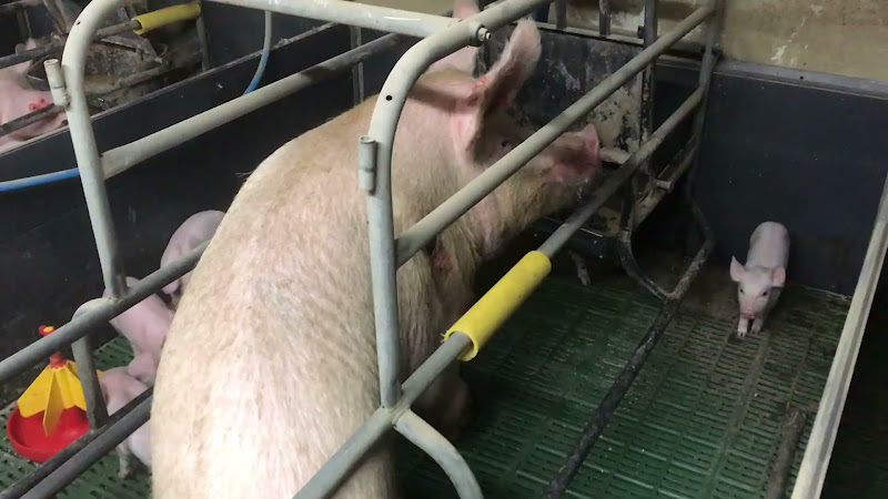 Mother pig in a farrowing crate with her piglets. She has a sore on her side