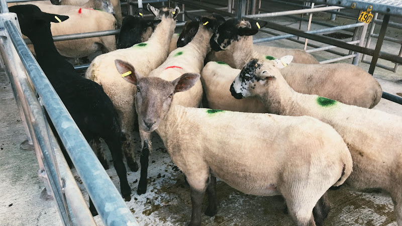 Sheep For Sale - Newton Abbot Livestock Market