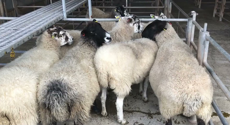Sheep For Sale - Newton Abbot Livestock Market