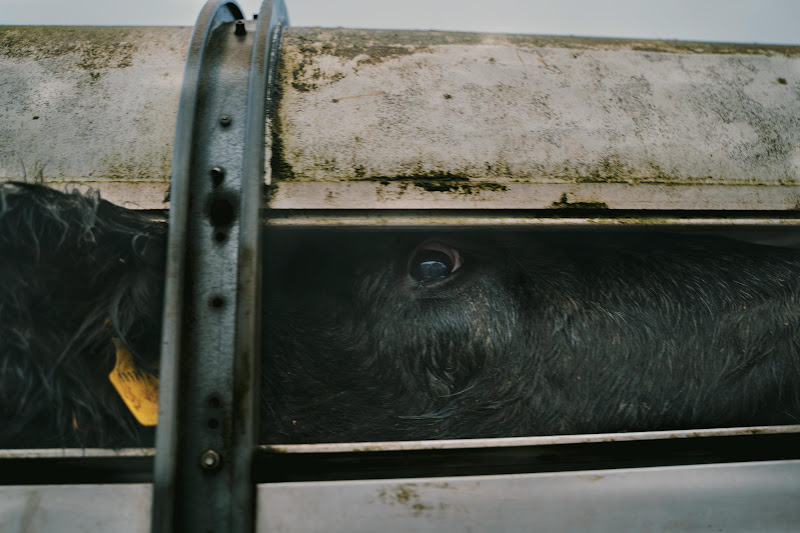 Cow in slaughter truck. St Merryn's Meat Slaughterhouse, Bodmin, Cornwall