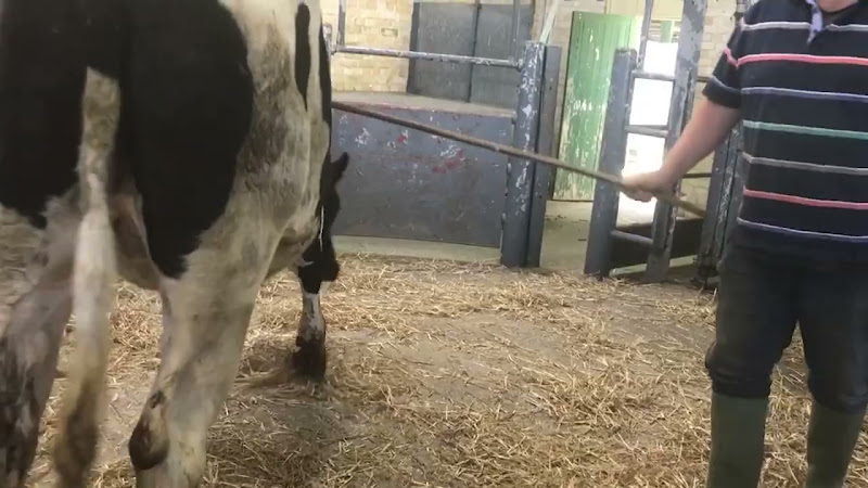 Cow Tries To Leave Auction Ring - Newton Abbot Livestock Market