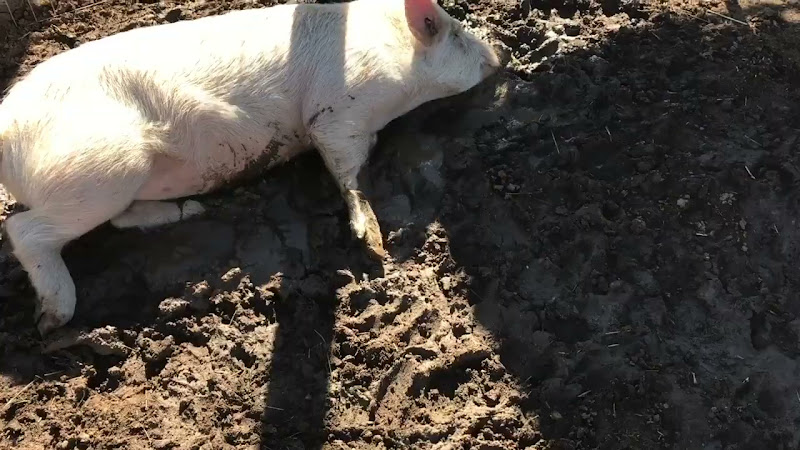 Pig Rolls In The Mud