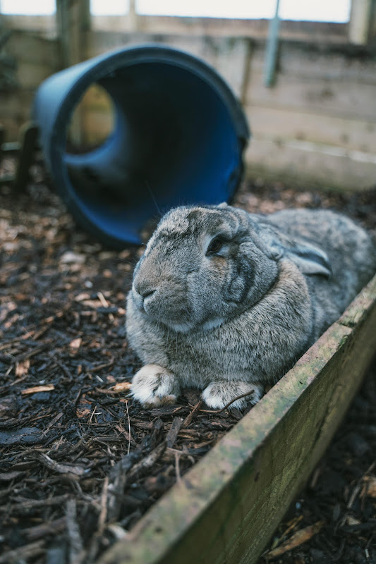 Giant Rabbit - Hakuna Matata Animal Sanctuary