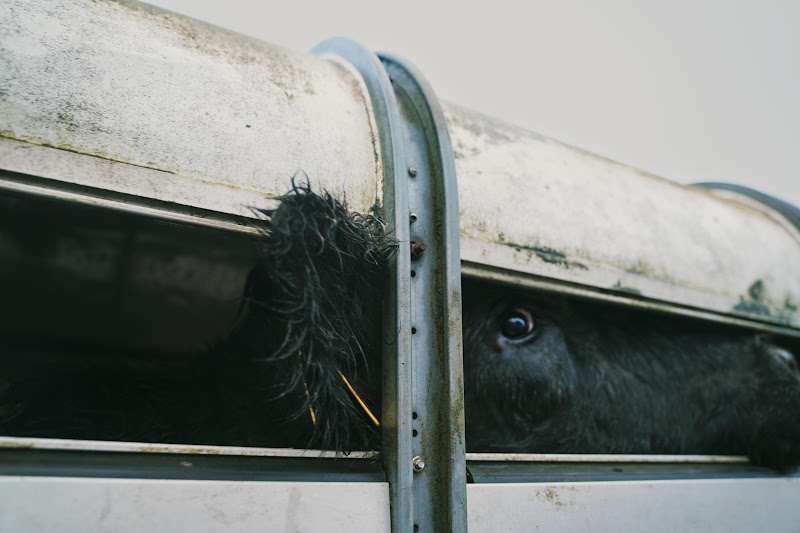 Cow in slaughter truck. St Merryn's Meat Slaughterhouse, Bodmin, Cornwall