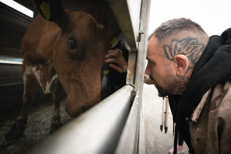 Activist looks at cow inside slaughter truck. St Merryn's Meat Slaughterhouse, Bodmin, Cornwall