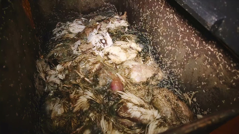 Dead bin full of rotting chicken carcasses and maggots