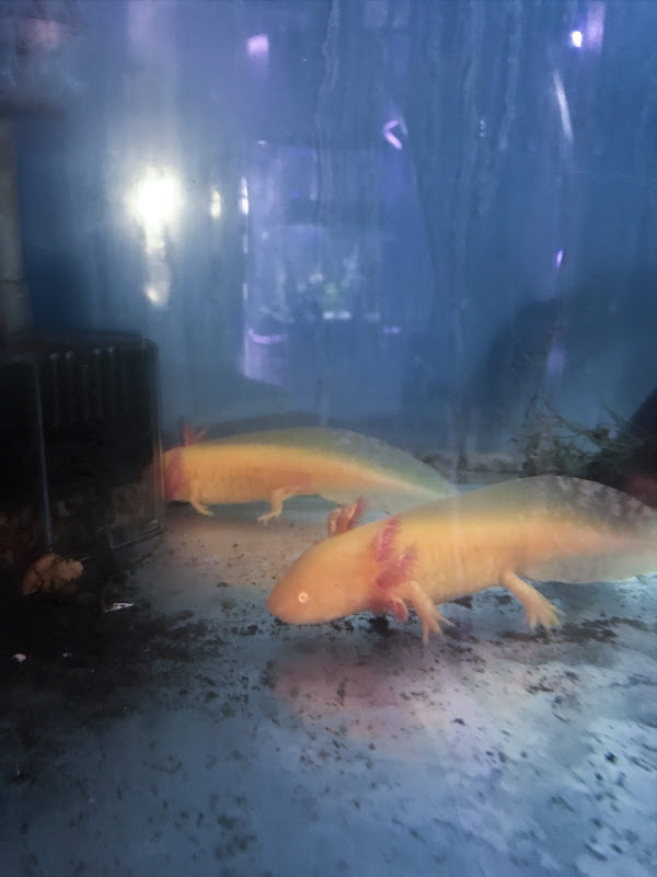 Amphibian
