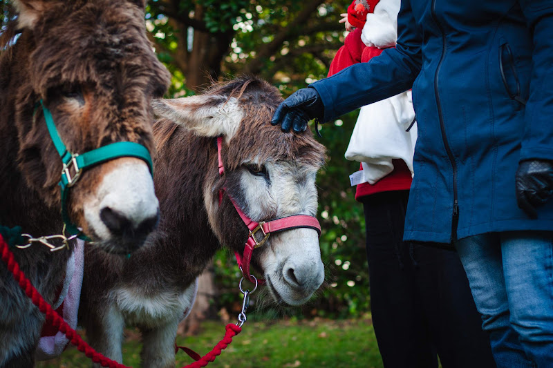 Donkey