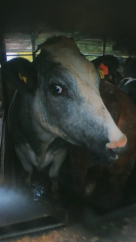 Cow inside of a slaughter truck - Dunbia Cardington Slaughterhouse, Bedford