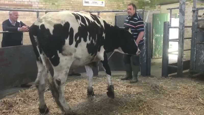 Auctioneer Uses Stick To Get Cow To Leave Auction Ring - Newton Abbot Livestock Market