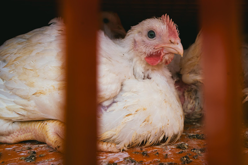 Chickens in crates  - Avara Chicken Slaughterhouse Brackley, UK