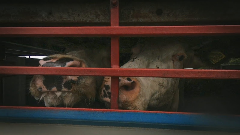Cows look out of slaughter truck - Dunbia Cardington Slaughterhouse, Bedford