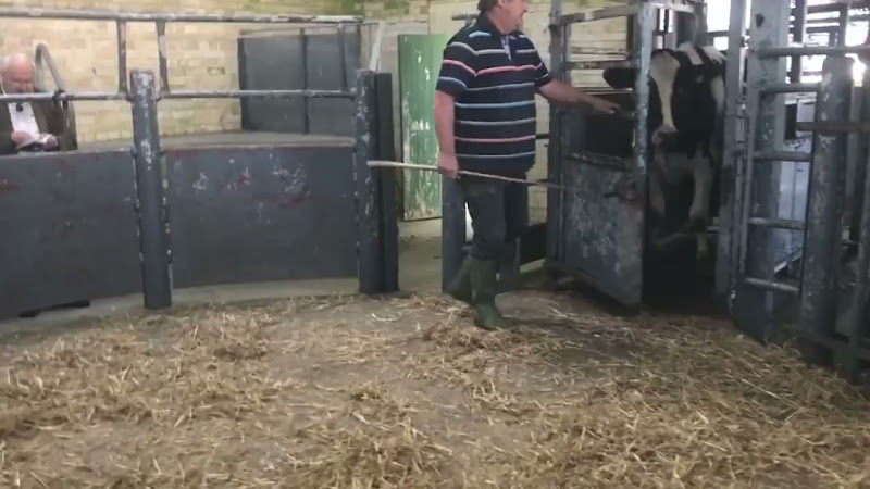 Cow Moos As They Enter Auction Ring - Newton Abbot Livestock Market
