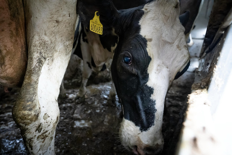 Cow inside slaughter truck. St Merryn's Meat Slaughterhouse, Bodmin, Cornwall