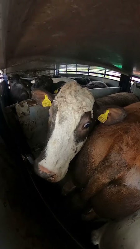 Shot of a cow from inside a slaughter truck - St Merryn's Meat Slaughterhouse, Bodmin, Cornwall