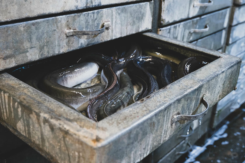 Eels at Billingsgate Fish Market, London