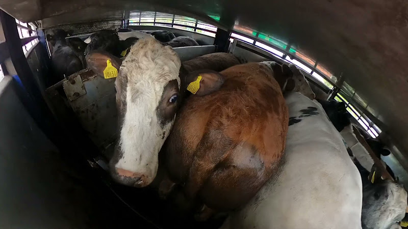 Shot of a cow from inside a slaughter truck - St Merryn's Meat Slaughterhouse, Bodmin, Cornwall