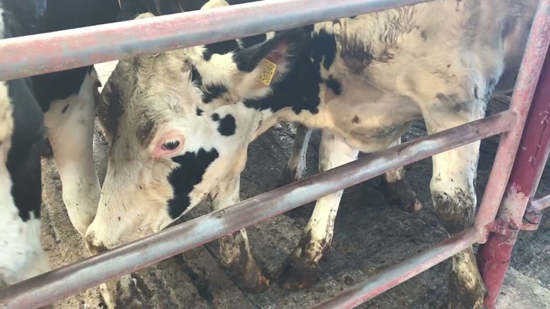 Cows in holding pen - Newton Abbot Livestock Market