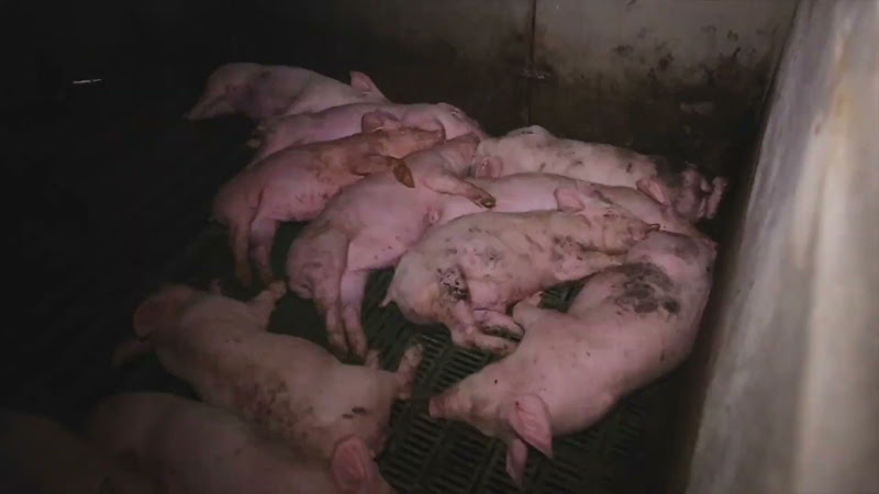 Sleeping pigs on farm