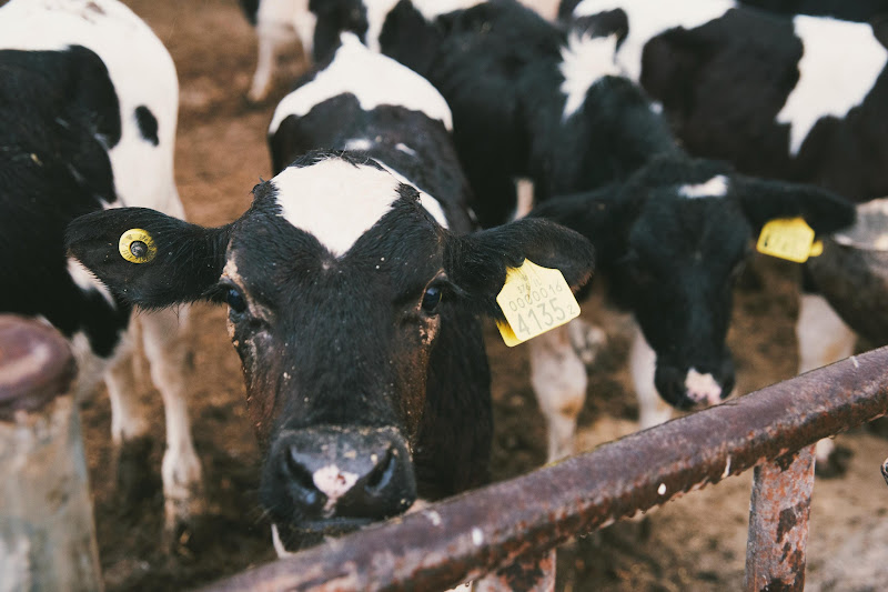 Calves on a dairy farm, Israel 