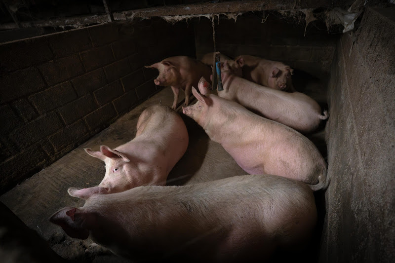 Pigs inside pen at UK pig farm