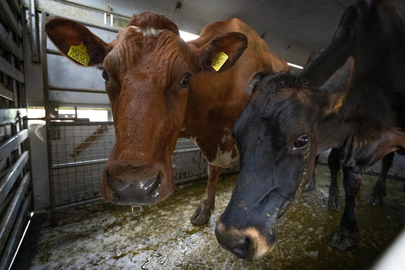 Cows inside slaughter truck. St Merryn's Meat Slaughterhouse, Bodmin, Cornwall
