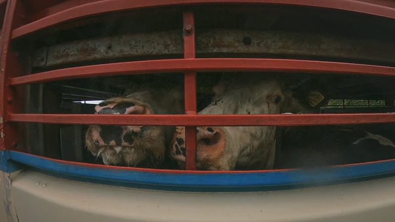 Cows look out of slaughter truck - Dunbia Cardington Slaughterhouse, Bedford