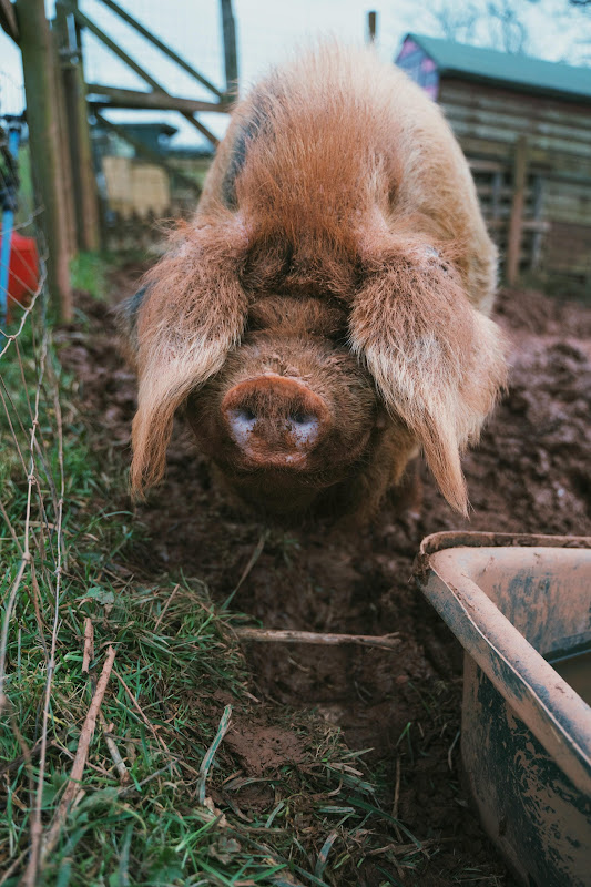 Mustard the Pig - Hakuna Matata Animal Sanctuary