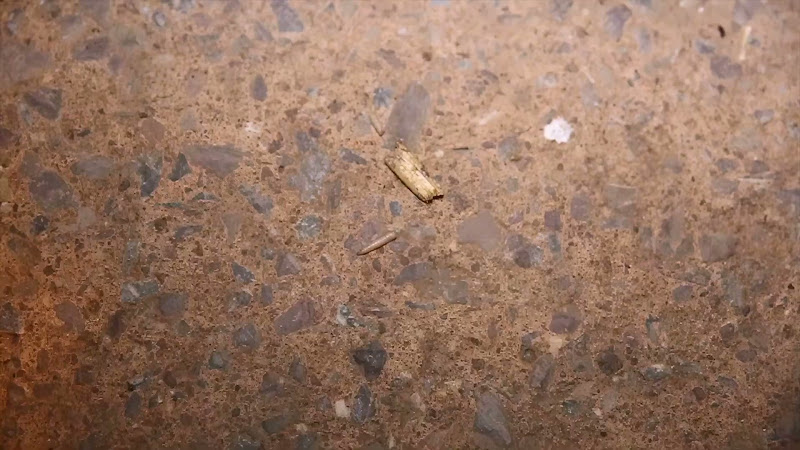 Maggots on the floor near dead bin