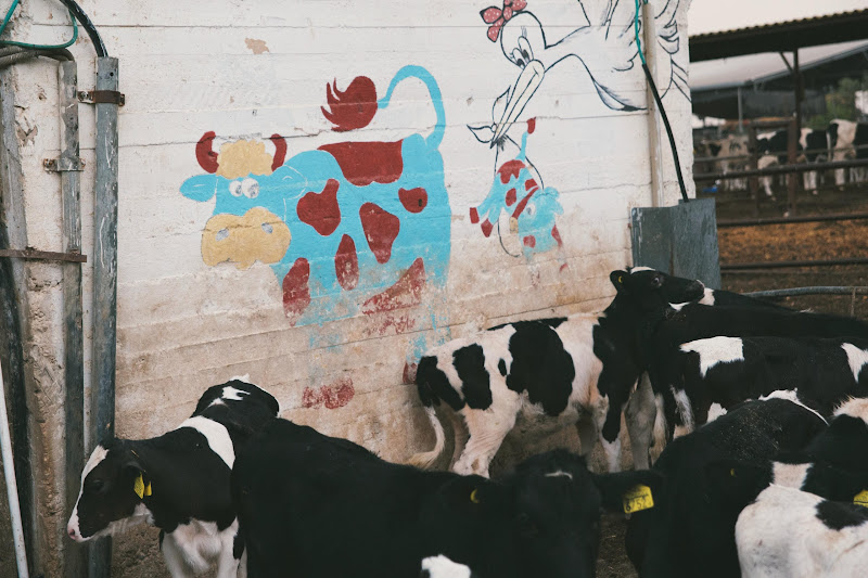 Cow mural on wall of dairy farm in israel next to calves