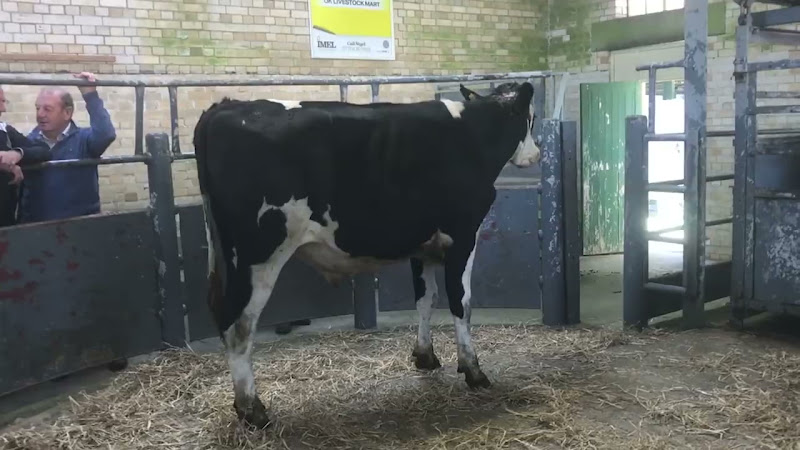 Full Cow Auction - Newton Abbot Livestock Market
