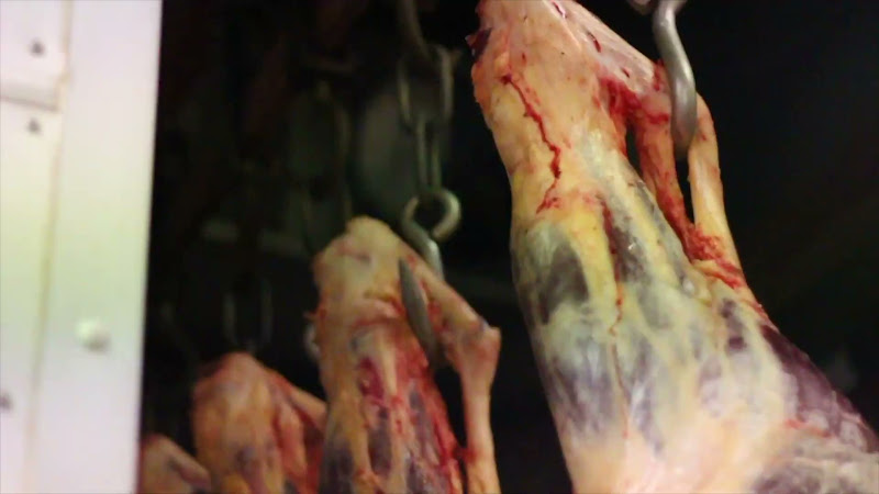 Hanging carcasses in the meat freezer - Tideford Slaughterhouse, Cornwall