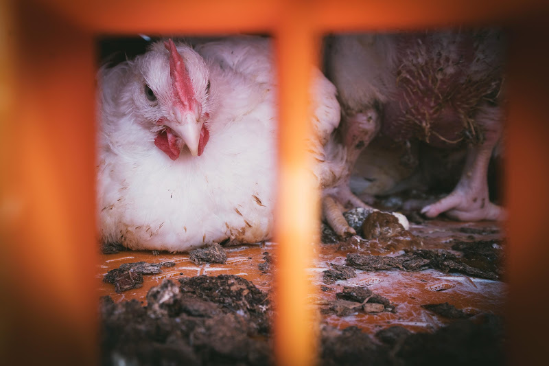 Chickens in crates  - Avara Chicken Slaughterhouse Brackley, UK