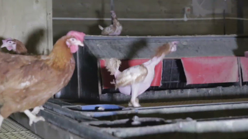 Chickens with featherloss inside a barn egg facility 