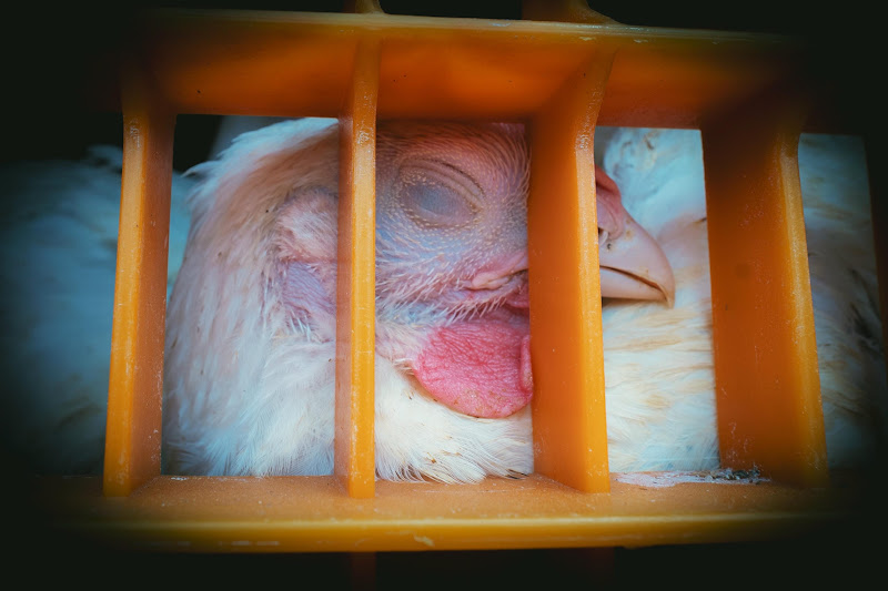 Chickens in crates  - Avara Chicken Slaughterhouse Brackley, UK