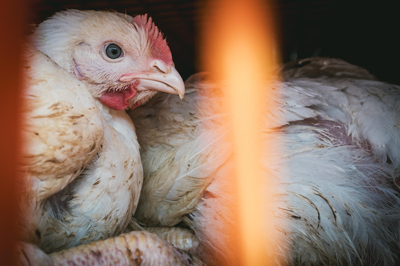 Chickens in crates  - Avara Chicken Slaughterhouse Brackley, UK