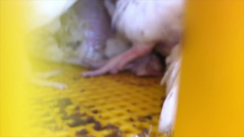 Chicken steps on dead chickens neck in slaughter truck crate